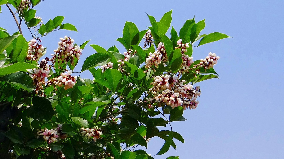 What are the benefits of Karanj Flower