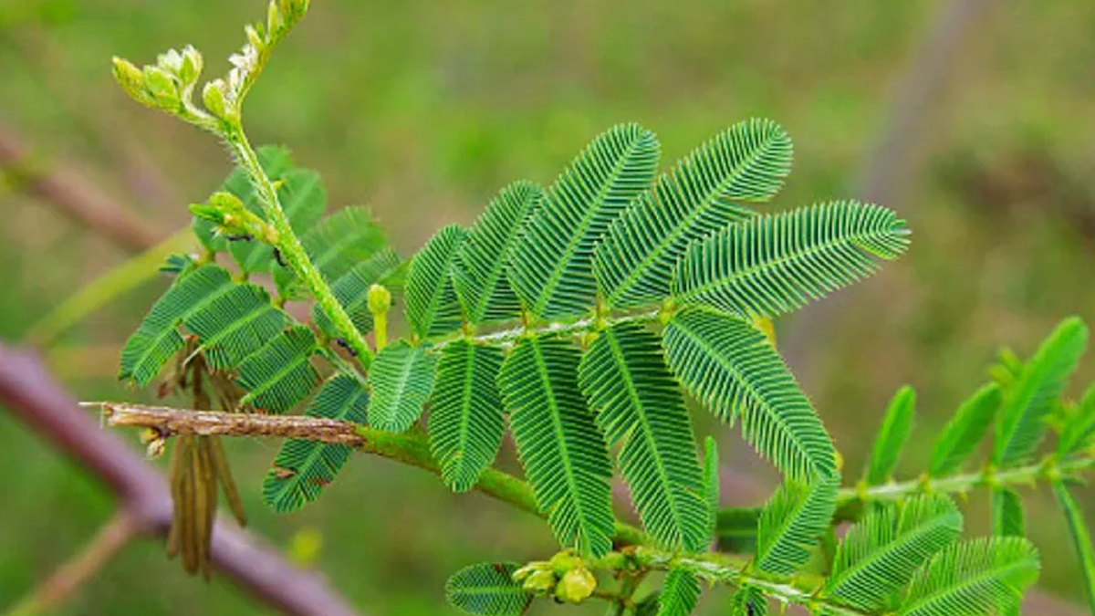 lajwanti-benefits-for-ulcer-in