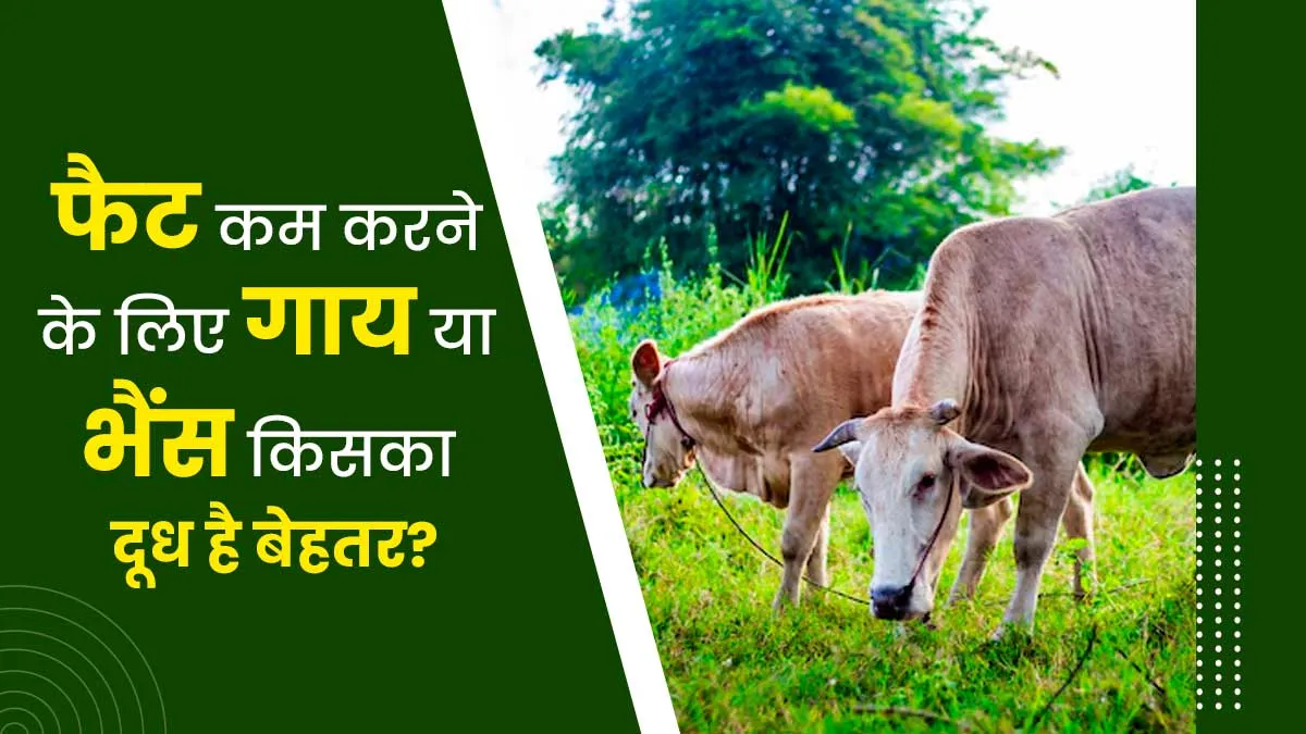 शरीर की चर्बी कम करने के लिए गाय या भैंस किसका दूध है बेहतर