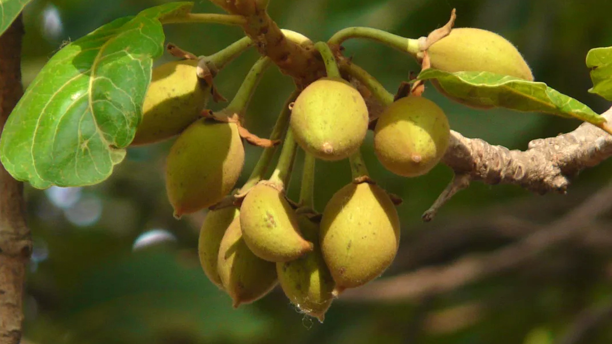 Is-it-safe-to-eat-Mahua-during-pregnancy-inside