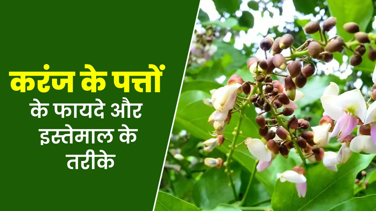 सेहत के लिए बेहद लाभकारी हैं करंज के पत्ते, आयुर्वेदाचार्य से जानें फायदे और उपयोग के तरीके