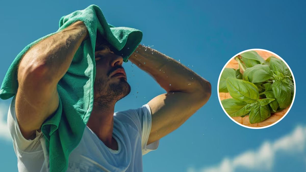 गर्मी में हीट स्ट्रोक से बचाव के ल‍िए खाएं तुलसी की पत्तियां, एक्‍सपर्ट से जानें सेवन का सही तरीका