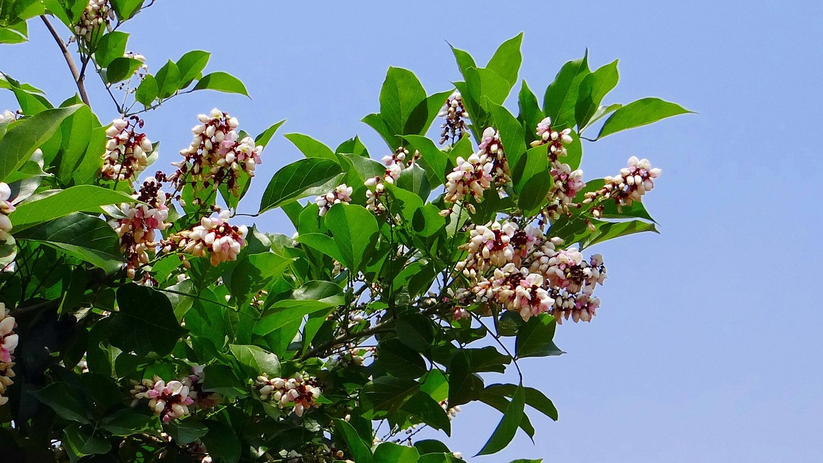 Benefits Of Karanj Leaves