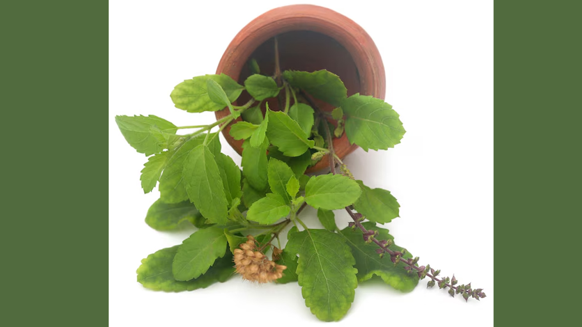 tulsi-heatsroke-treatment