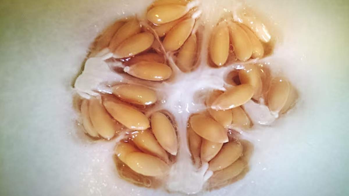 Muskmelon Seeds Benefits