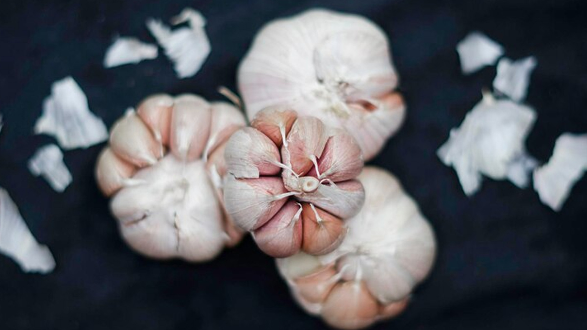 garlic allergy