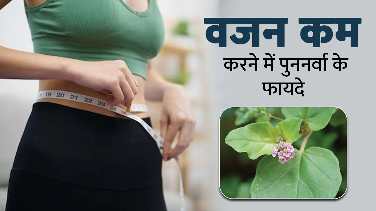 वजन कम करना चाहते हैं तो पुननर्वा का करें सेवन, आयुर्वेदाचार्य से जानें इसके फायदे