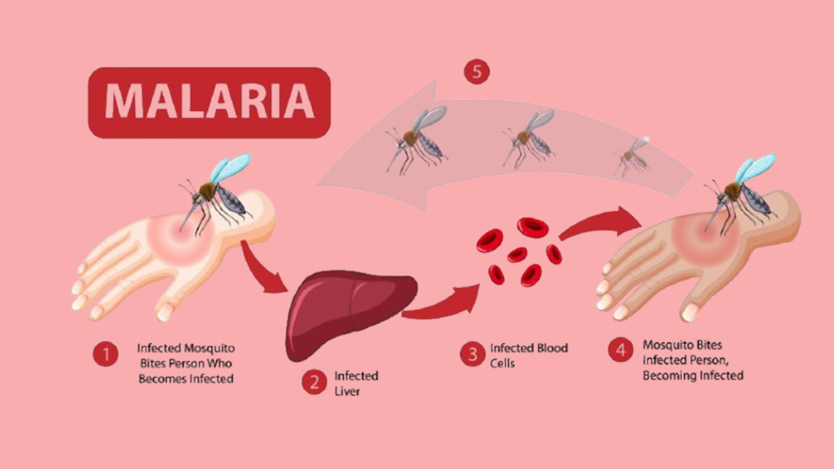 diseases-caused-by-malaria