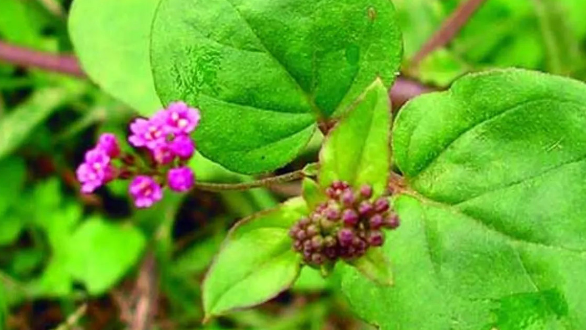 punarnava-benefits-for-weight-loss-in