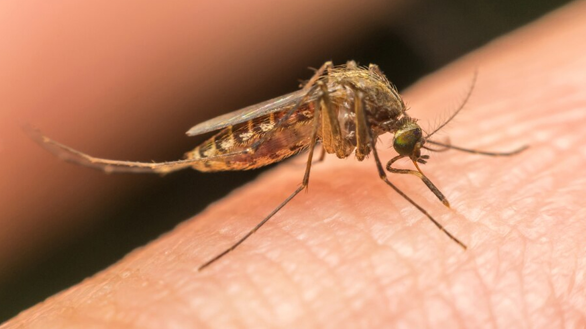 does malaria affect fertility 2