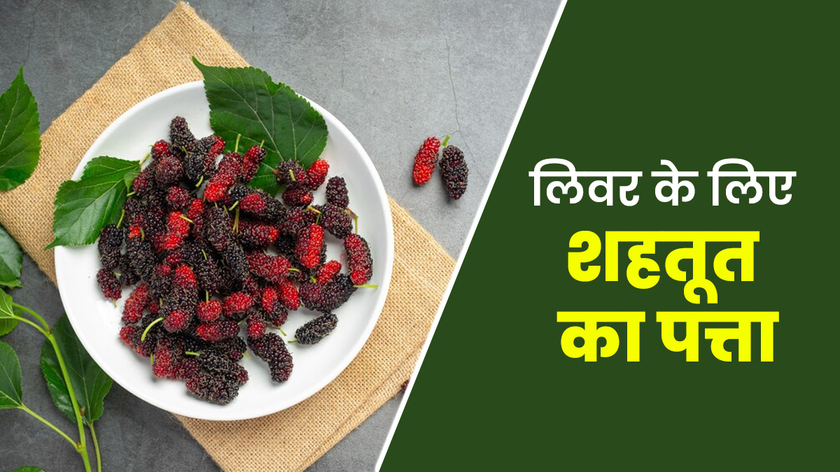 क्या शहतूत का पत्ता लिवर के लिए अच्छा है? एक्सपर्ट से जानें