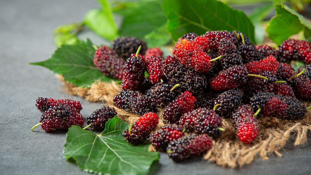 mulberry_benefits