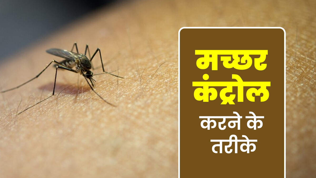 मच्छर कंट्रोल करने के लिए क्या किया जा सकता है? एक्सपर्ट से जानें