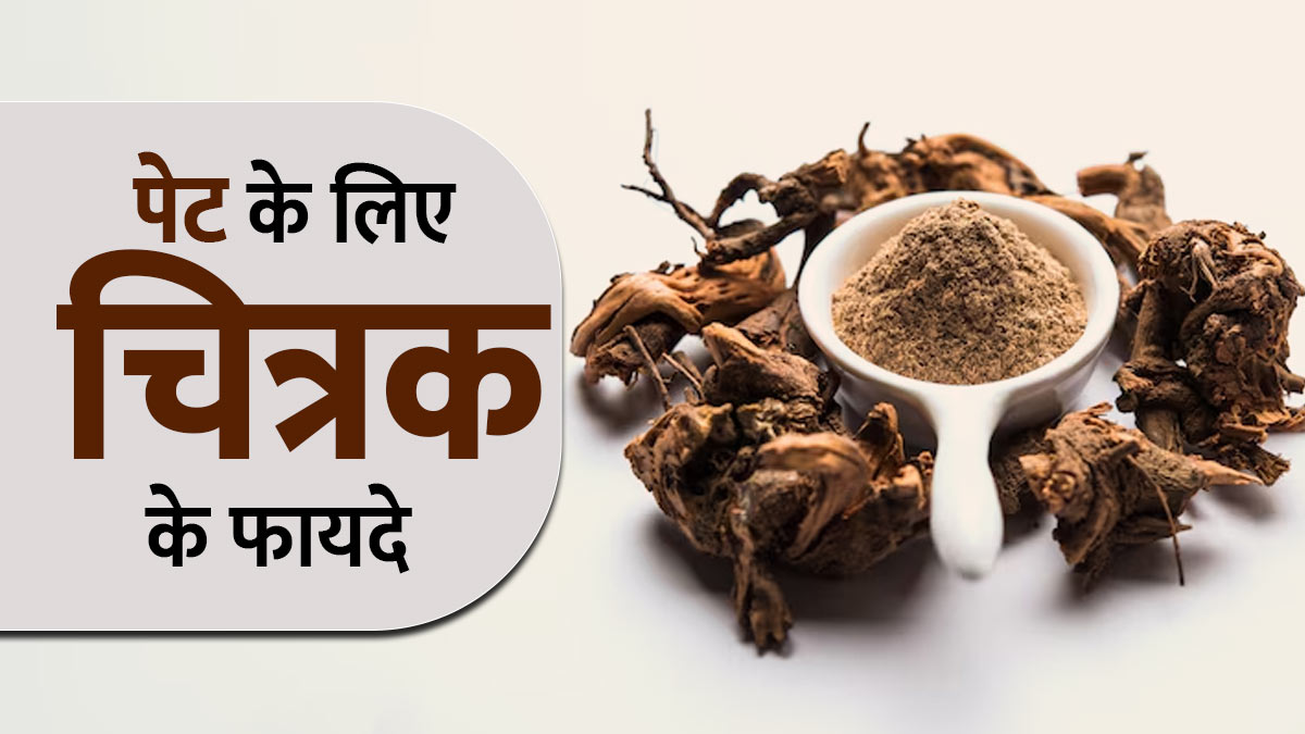 पेट की समस्याओं के लिए लाभकारी है चित्रक, आयुर्वेदाचार्य से जानें फायदे