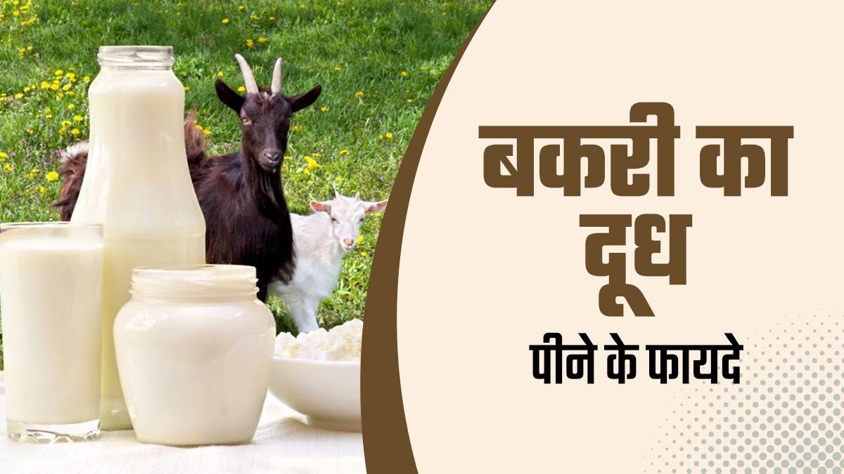 बकरी का दूध पीने से सेहत को मिलते हैं ये 5 फायदे, यूं करें डाइट में शामिल