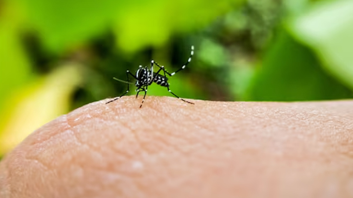 Best Way To Control Mosquitoes