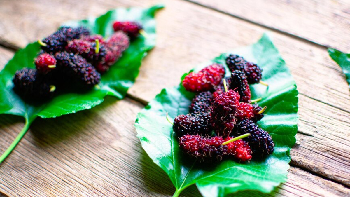 can-eat-mulberry-in-diabetes-in