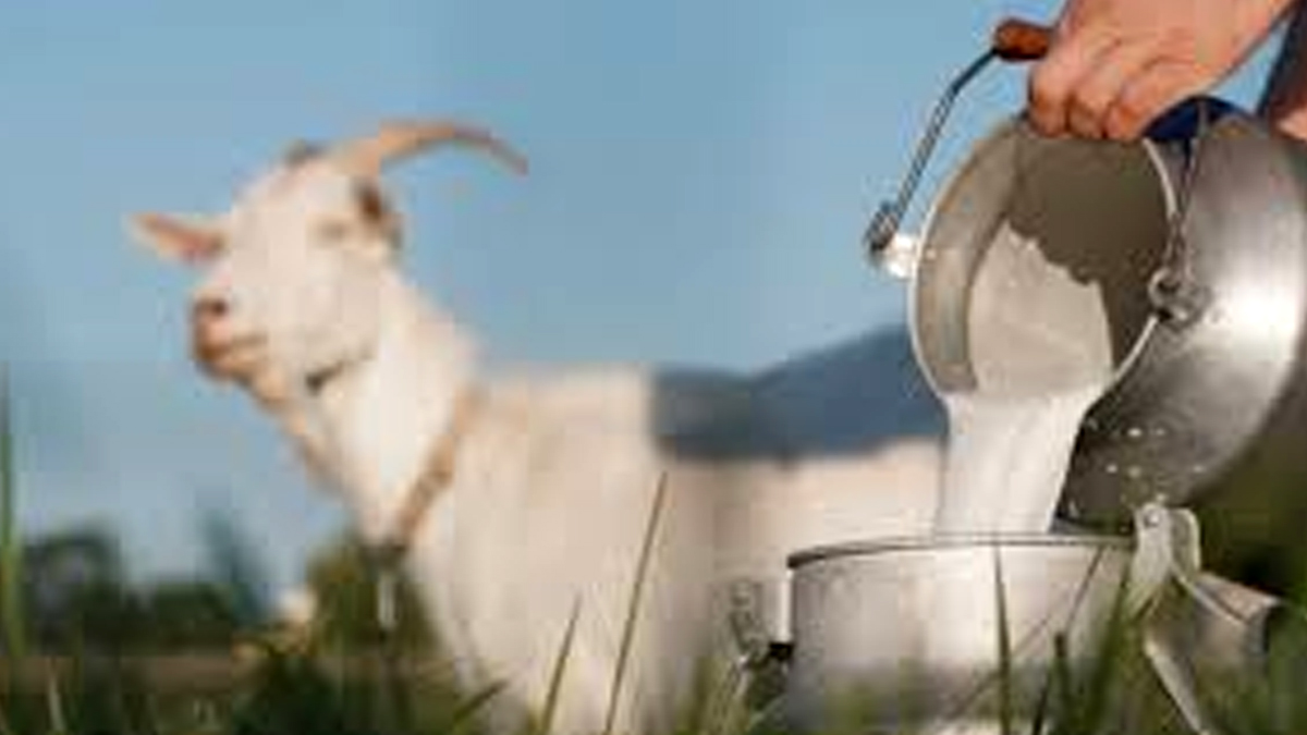 goat-milk-benefits-in-hindi-inside2