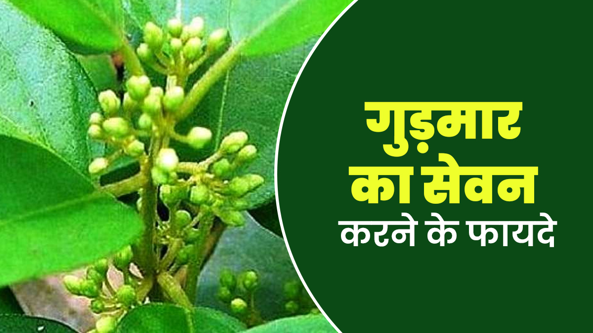 वजन घटाने और ब्लड शुगर मैनेज में मददगार है गुड़मार का सेवन, आयुर्वेदाचार्य से जानें तरीका