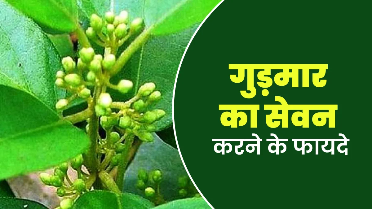 वजन घटाने और ब्लड शुगर मैनेज में मददगार है गुड़मार का सेवन, आयुर्वेदाचार्य से जानें तरीका