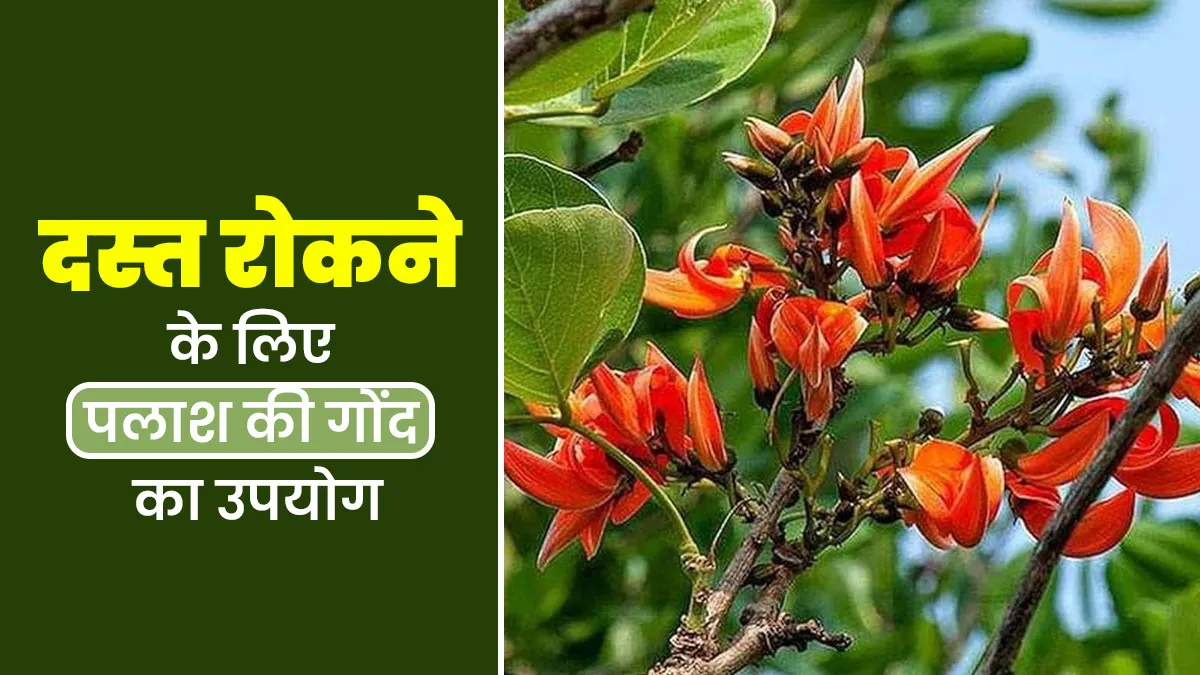 दस्त में लाभकारी हैं पलाश की गोंद, जानिए इसके फायदे और इस्तेमाल का सही तरीका