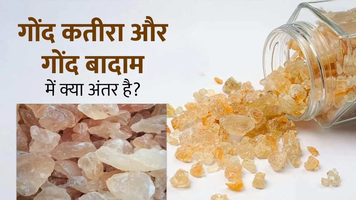 गोंद कतीरा और गोंद बादाम में क्या अंतर है? आयुर्वेदाचार्य से जानें