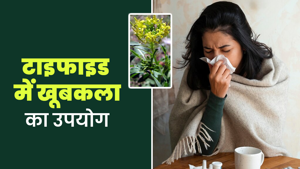 टाइफाइड में खूबकला का उपयोग कैसे करें? आयुर्वेदिक एक्सपर्ट से जानें