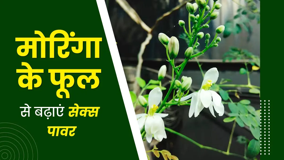 पुरुषों की सेक्सुअल हेल्थ को बेहतर करते हैं मोरिंगा के फूल, जानें इस्तेमाल का तरीका और फायदे