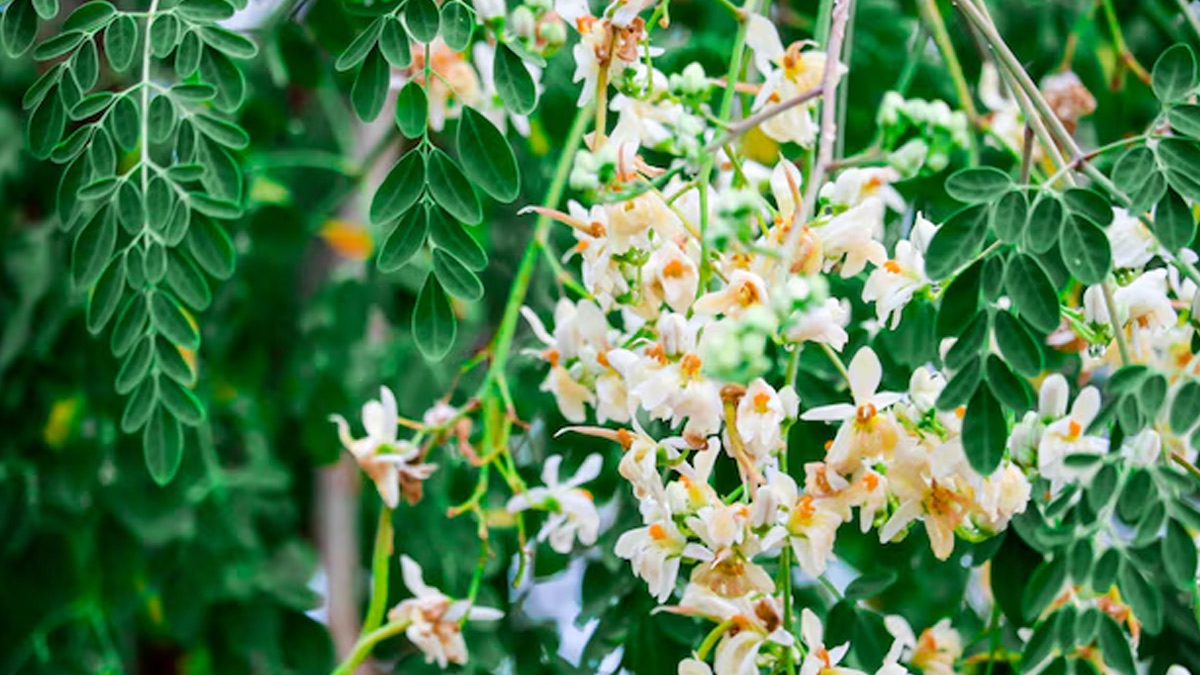 moringa flower