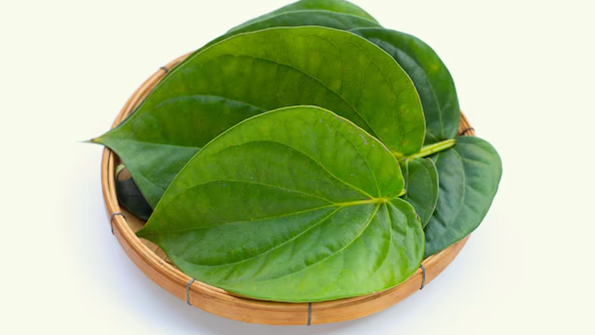 betel leaf for headache