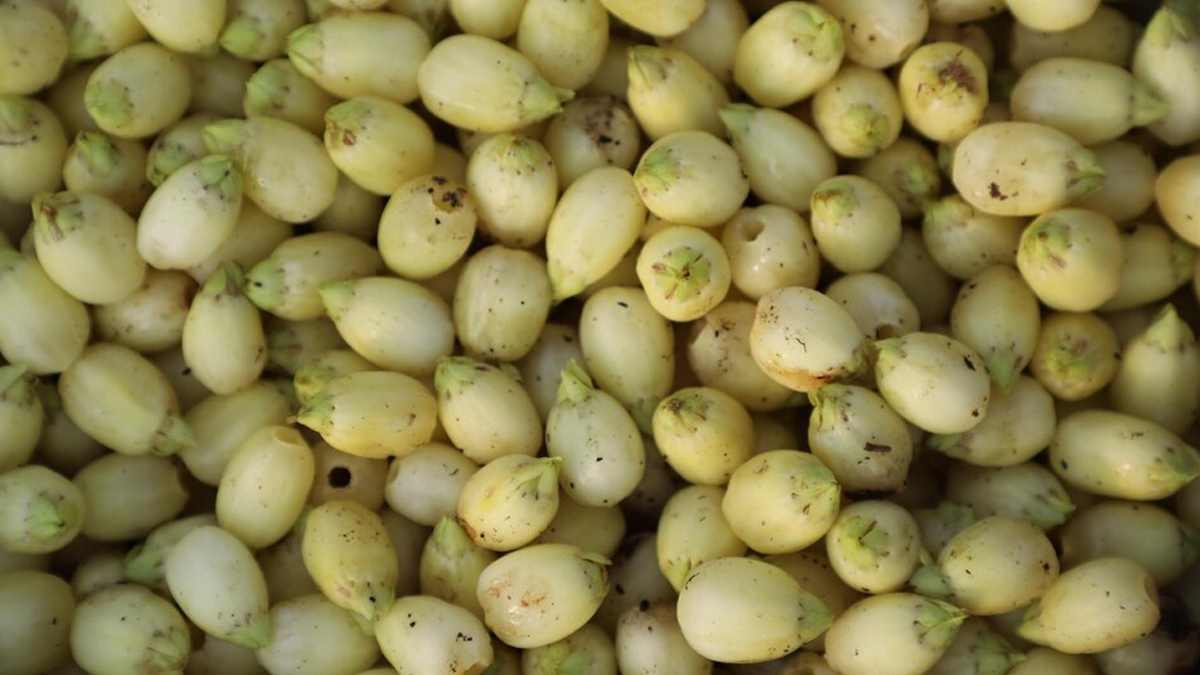 Mahua Benefits In Diabetes