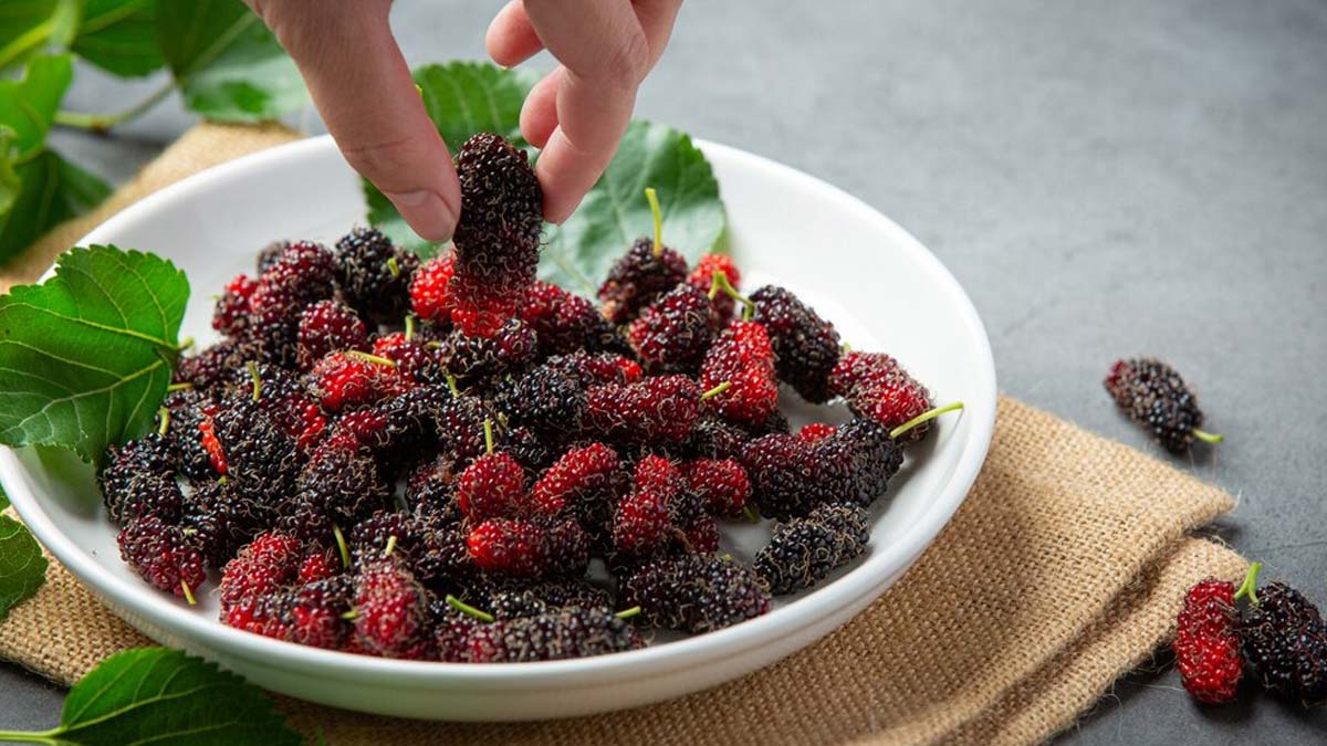 Mulberry