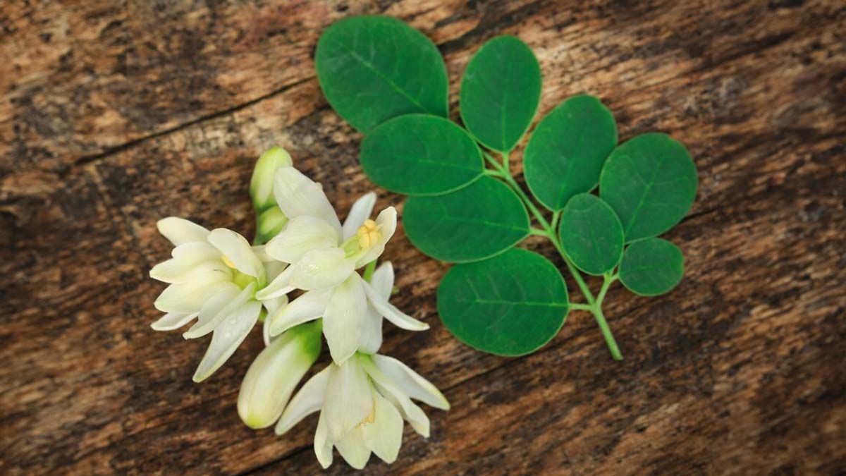 is it safe to eat moringa flower in diabetes 01 (4)