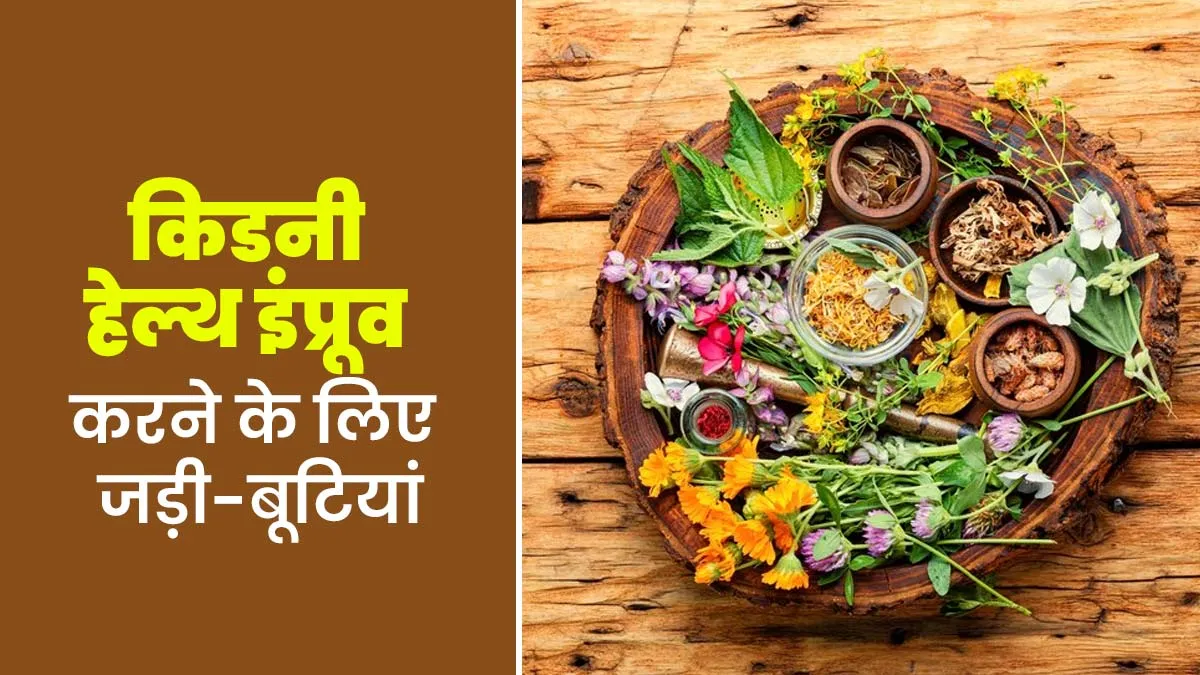 किडनी हेल्थ इंप्रूव करने के लिए डाइट में शामिल करें ये 3 जड़ी-बूटियां, जानें इनके बारे में