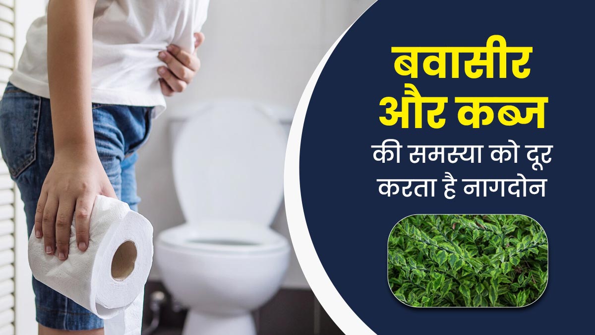 बवासीर और कब्ज की समस्या को दूर करता है नागदोन, आयुर्वेदाचार्य से जानें इसके फायदे