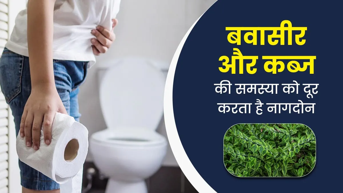 बवासीर और कब्ज की समस्या को दूर करता है नागदोन, आयुर्वेदाचार्य से जानें इसके फायदे