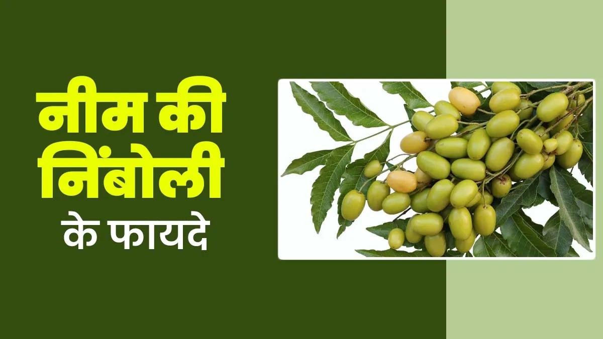 ब्लड शुगर को मैनेज करने में मददगार है नीम की निंबोली, आयुर्वेदाचार्य से जानें इसके 5 फायदे