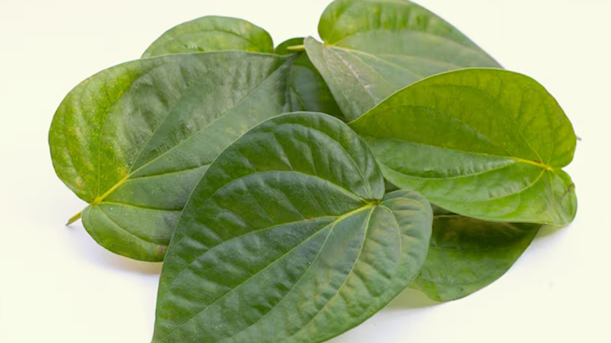 Betel Leaf For Oral Health