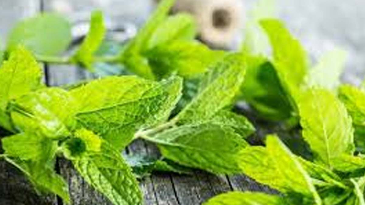 mint-face-mist-inside
