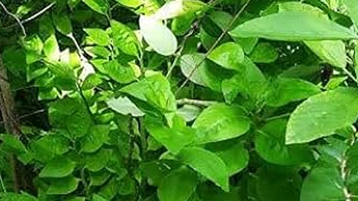 nagdon-plant-to-manage-piles-im