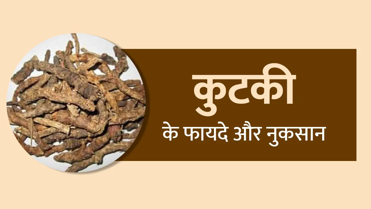सेहत के लिए बेहद फायदेमंद मानी जाती है कुटकी, जानें इसके फायदे और नुकसान