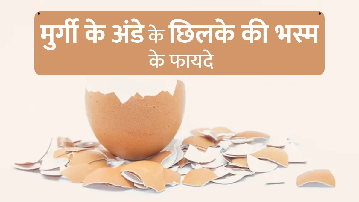 मुर्गी के अंडे के छिलकों से तैयार भस्म सेहत के लिए होती है बेहद फायदेमंद, जानें हेल्थ बेनिफिट्स