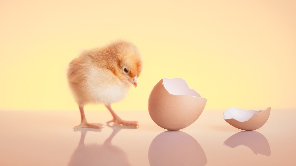 Benefits of hen eggshell ash