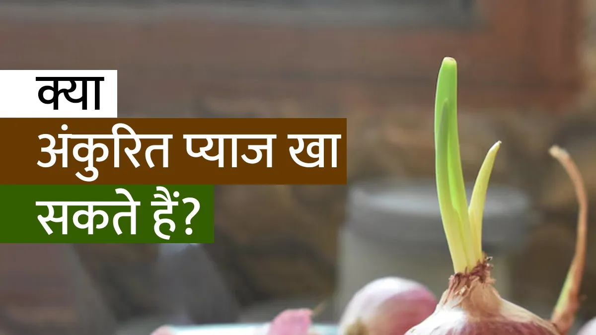 क्या अंकुरित प्याज खाना सुरक्षित है? आयुर्वेदाचार्य से जानें इसके फायदे और नुकसान
