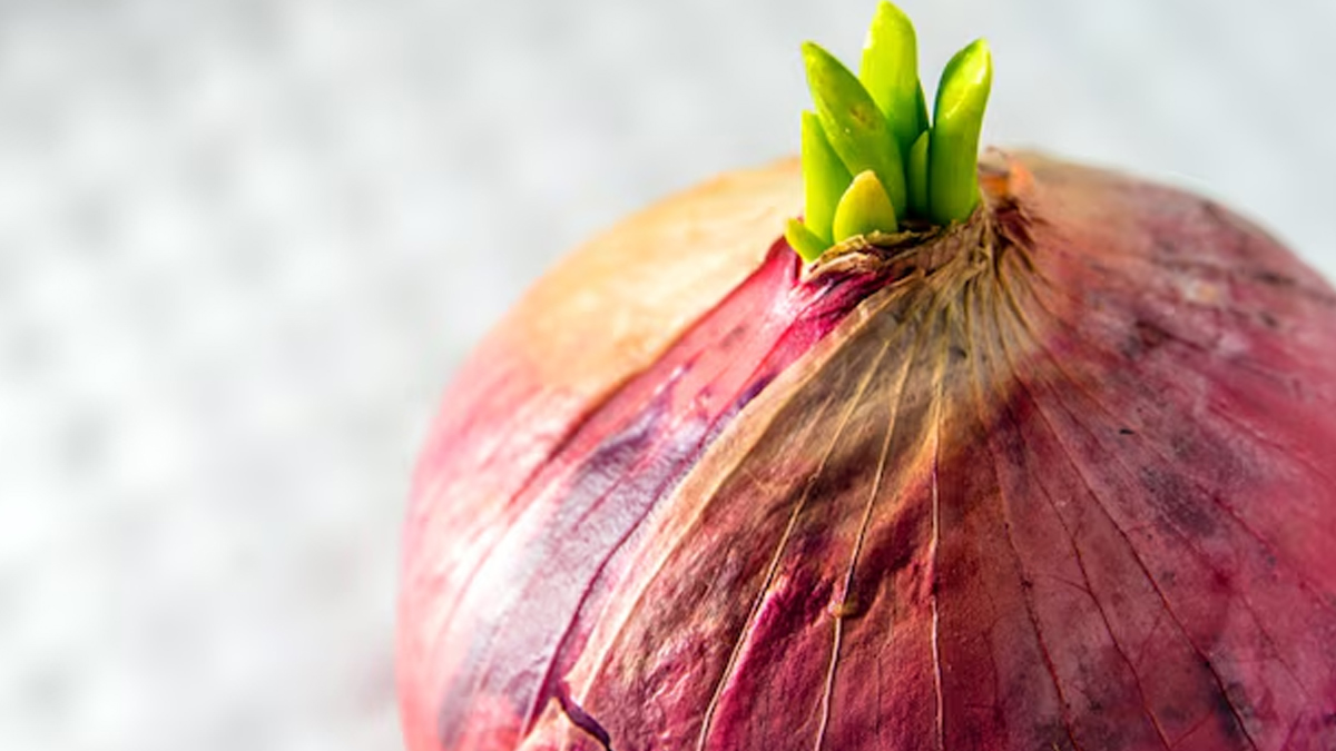 Is it safe to eat sprouted onions