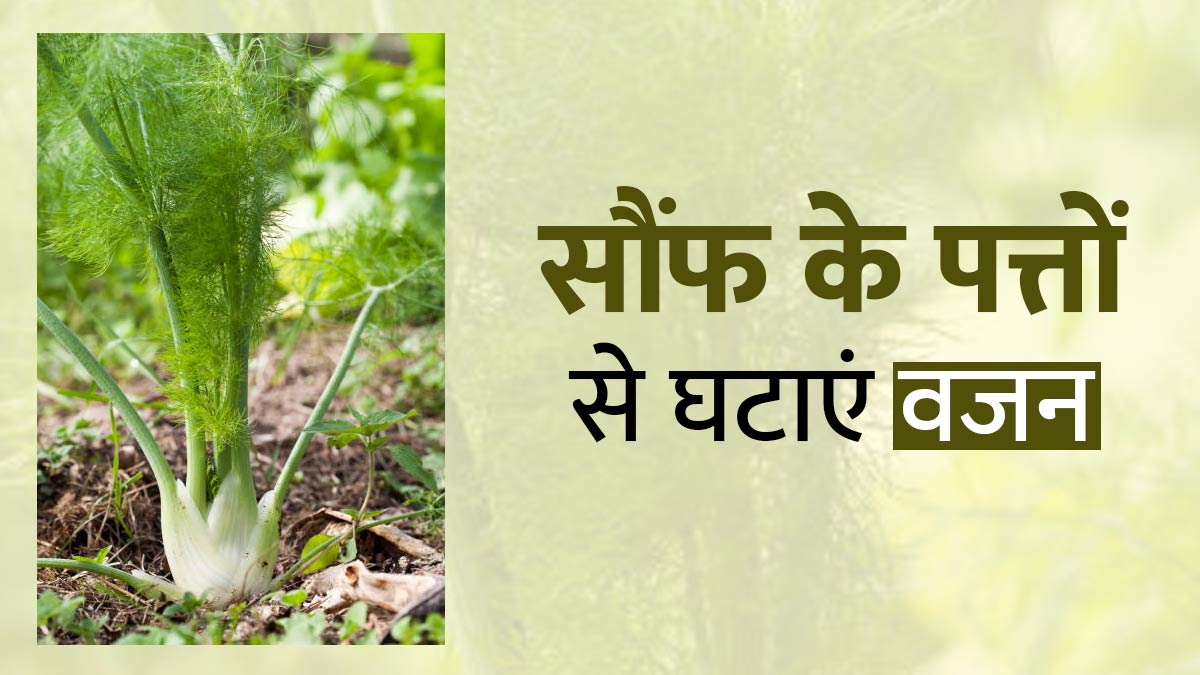 वजन घटाने में मददगार हैं सौंफ के पत्ते, जानें सेवन के तरीके और फायदे