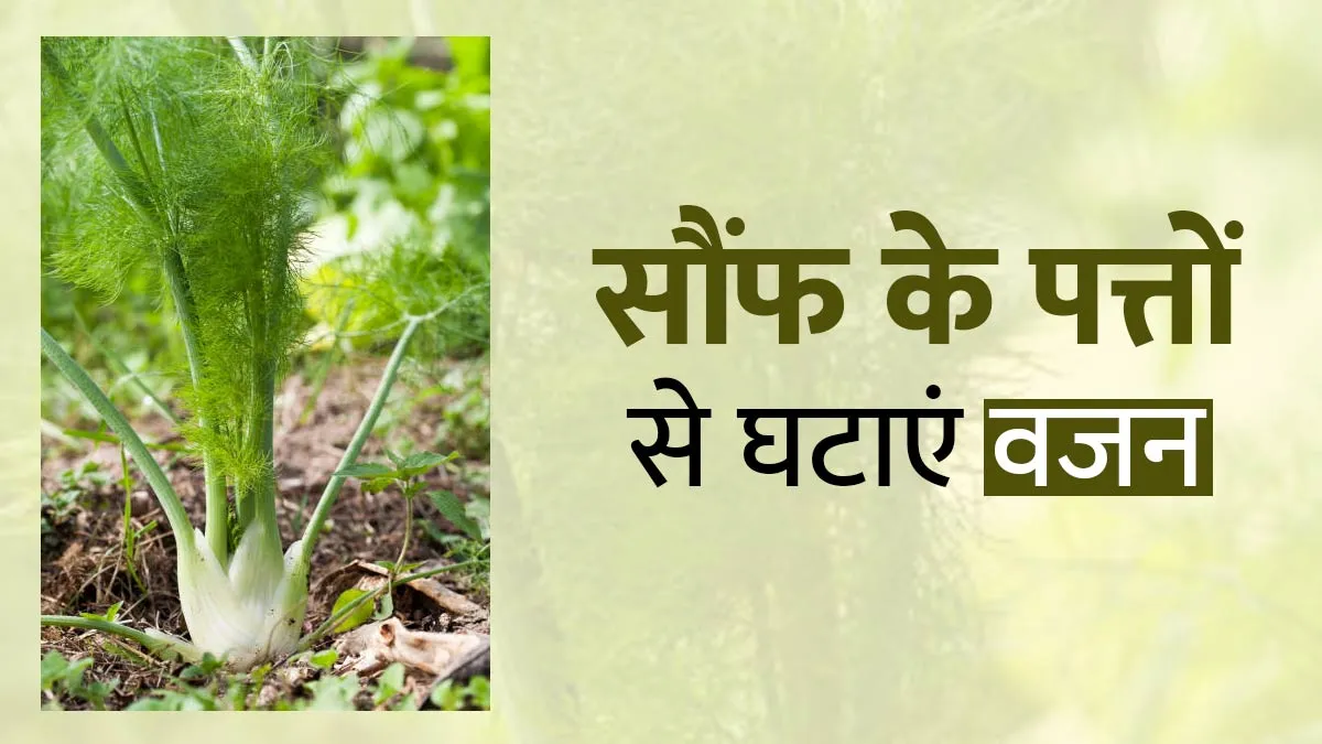 वजन घटाने में मददगार हैं सौंफ के पत्ते, जानें सेवन के तरीके और फायदे