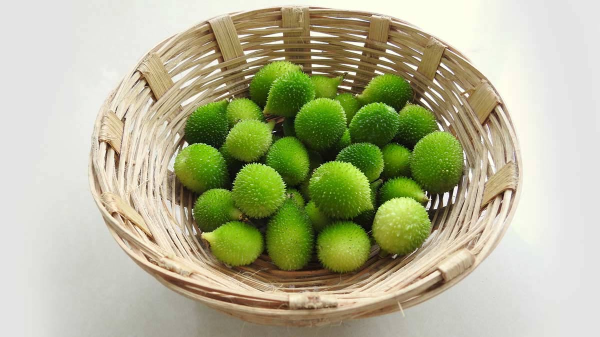 why should high blood pressure patients eat kantola or teasel gourd vegetable in hindi 1