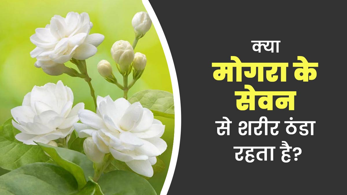 क्या मोगरा के सेवन से शरीर ठंडा रहता है? जानें एक्सपर्ट से