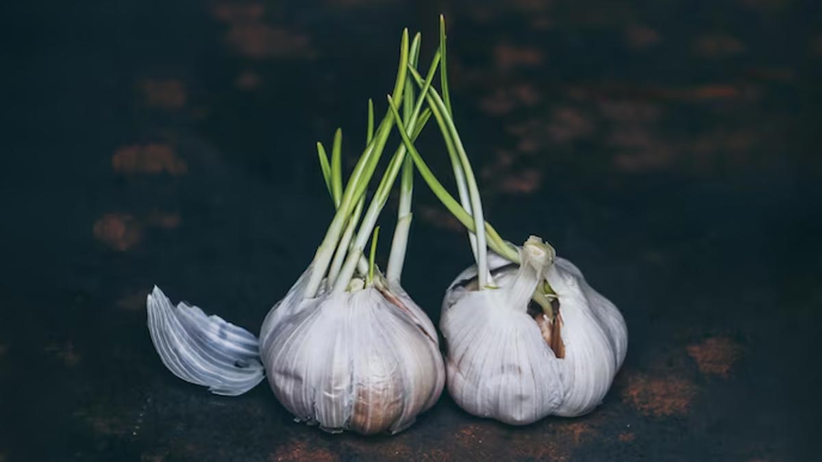 Is Sprouted Garlic Safe To Eat